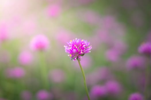 The background image of the colorful flowers, background nature