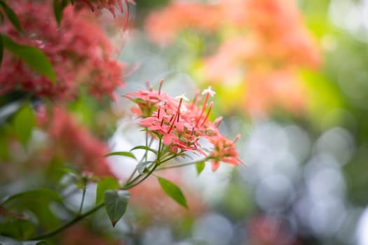 The background image of the colorful flowers, background nature