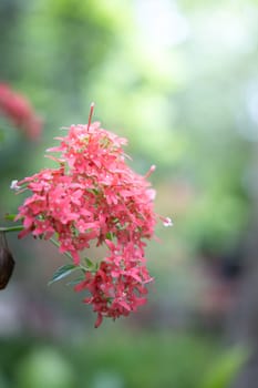 The background image of the colorful flowers, background nature