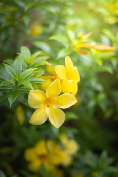 The background image of the colorful flowers, background nature