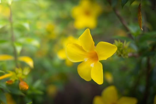 The background image of the colorful flowers, background nature