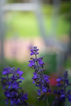 The background image of the colorful flowers, background nature