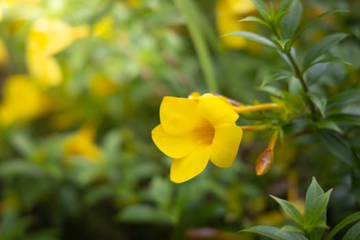 The background image of the colorful flowers, background nature