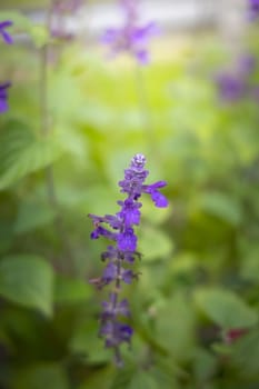 The background image of the colorful flowers, background nature