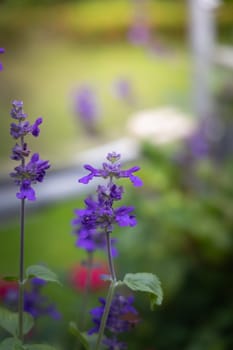 The background image of the colorful flowers, background nature