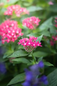 The background image of the colorful flowers, background nature