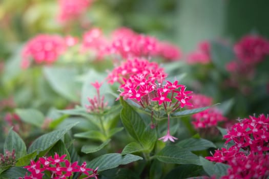 The background image of the colorful flowers, background nature