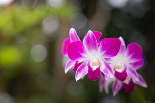 Beautiful blooming orchids in forest, On the bright sunshine