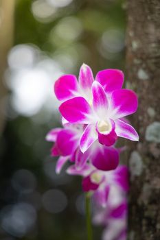 Beautiful blooming orchids in forest, On the bright sunshine