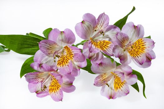 Bouquet with flowers on a studio background