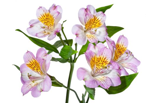 Bouquet with flowers on a studio background