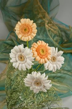 Still life with flowers on a studio background