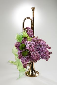 Still life with flowers on a studio background