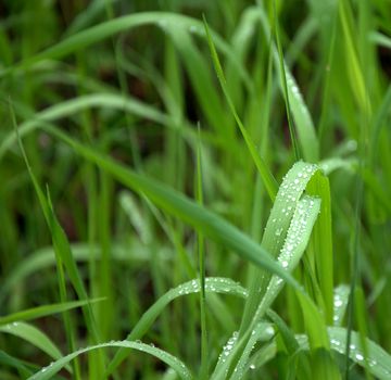 Drops of morning dew on bent stems of green grass. Close-up.