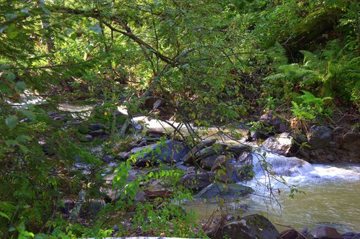 A look through the foliage of a stormy stream of a mountain river. Altai, Siberia, Russia.