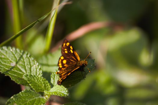 A yellow spotted skipper butterfly (Osmodes sp.) sitting on green leaf in a forest meadow, Limpopo, South Africa