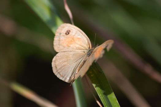 A meadow brown butterfly (Maniola jurtina) with damaged wing sitting on blade of grass in a forest meadow, Limpopo, South Africa