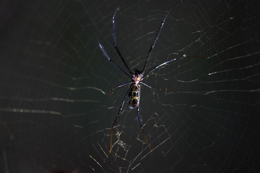 A golden orb weaver spider (Nephila fenestrata) waiting patiently on its web, Limpopo, South Africa