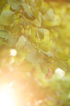 Sun beams and green leaves. Fresh tree foliage. Natural summer background.