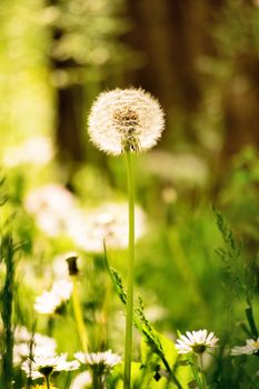 A close up shot of a dandelion fluff among green grass and other flowers in a meadow.