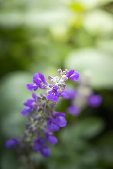 The background image of the colorful flowers, background nature