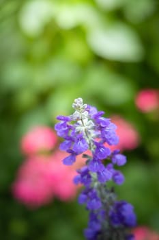 The background image of the colorful flowers, background nature