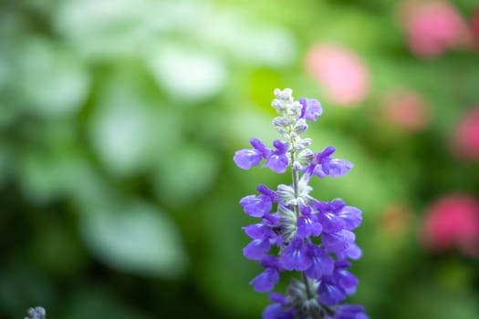 The background image of the colorful flowers, background nature