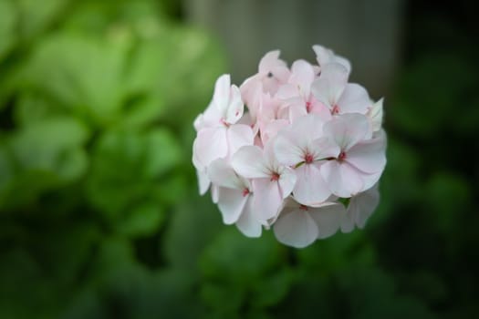 The background image of the colorful flowers, background nature