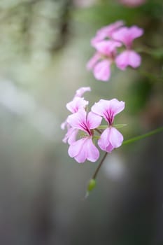 The background image of the colorful flowers, background nature