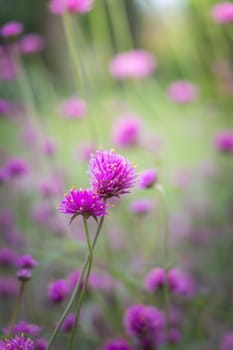 The background image of the colorful flowers, background nature