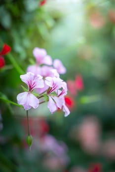 The background image of the colorful flowers, background nature