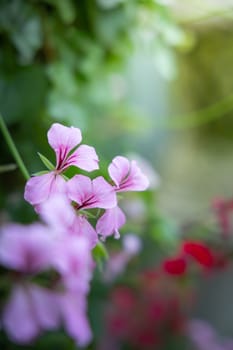 The background image of the colorful flowers, background nature