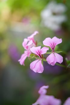 The background image of the colorful flowers, background nature