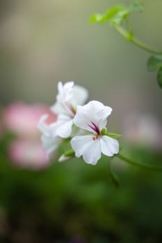 The background image of the colorful flowers, background nature