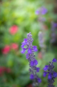 The background image of the colorful flowers, background nature