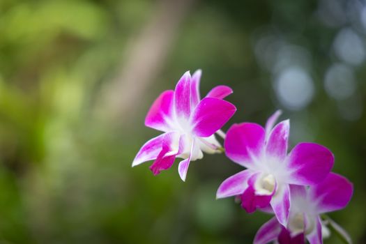 Beautiful blooming orchids in forest, On the bright sunshine