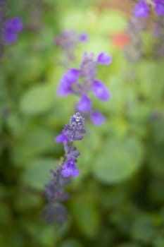 The background image of the colorful flowers, background nature