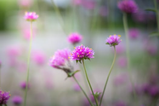 The background image of the colorful flowers, background nature