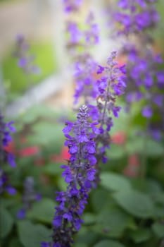 The background image of the colorful flowers, background nature