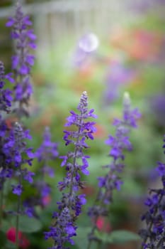 The background image of the colorful flowers, background nature