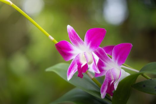 Beautiful blooming orchids in forest, On the bright sunshine