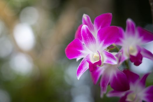 Beautiful blooming orchids in forest, On the bright sunshine