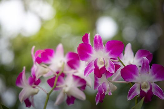 Beautiful blooming orchids in forest, On the bright sunshine