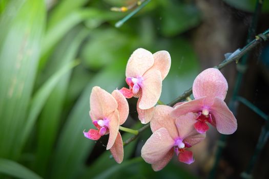 Beautiful blooming orchids in forest, On the bright sunshine