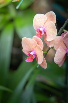 Beautiful blooming orchids in forest, On the bright sunshine