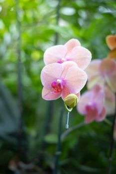 Beautiful blooming orchids in forest, On the bright sunshine