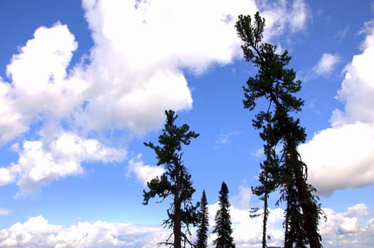 A look at the clouds in the sky through the tops of tall pines. Altai, Siberia, Altai.