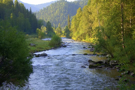 Calm river flowing through the forest to the foot of the mountains. Altai, Siberia, Siberia.