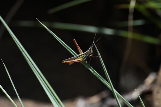 A slated-head grasshopper (Mermiria sp.) navigating across grassland field, Limpopo, South Africa