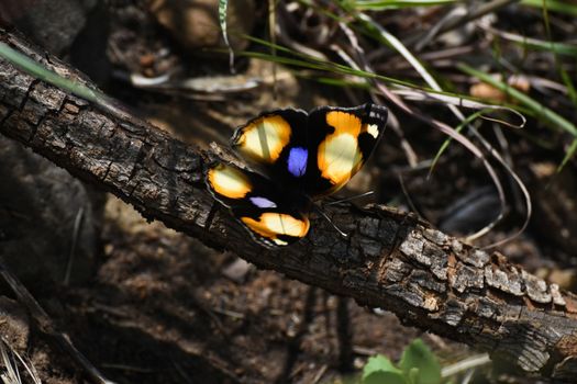 A brightly colored yellow pansy butterfly (Junonia hierta) on branch with wings spread open, Limpopo, South Africa